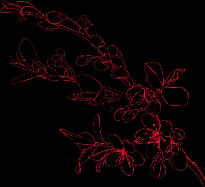 Soki Flowers